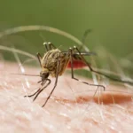RD mantiene cero muertes por malaria y reduce cerca de 82% su incidencia
