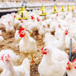 Agricultura inicia pignoración de ocho millones de libras de pollo para estabilizar precios