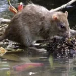 Salud Pública descarta leptospirosis tras lluvias y destaca control del dengue
